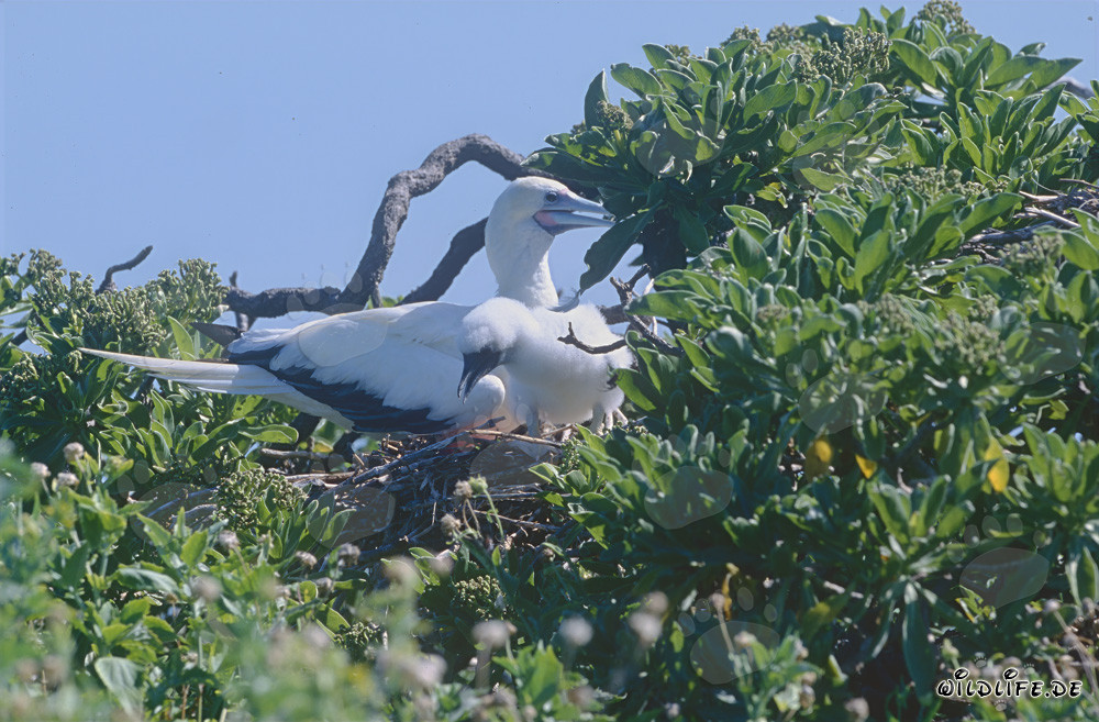 Fulmaro dai piedi rossi con il suo pulcino a Midway Atoll