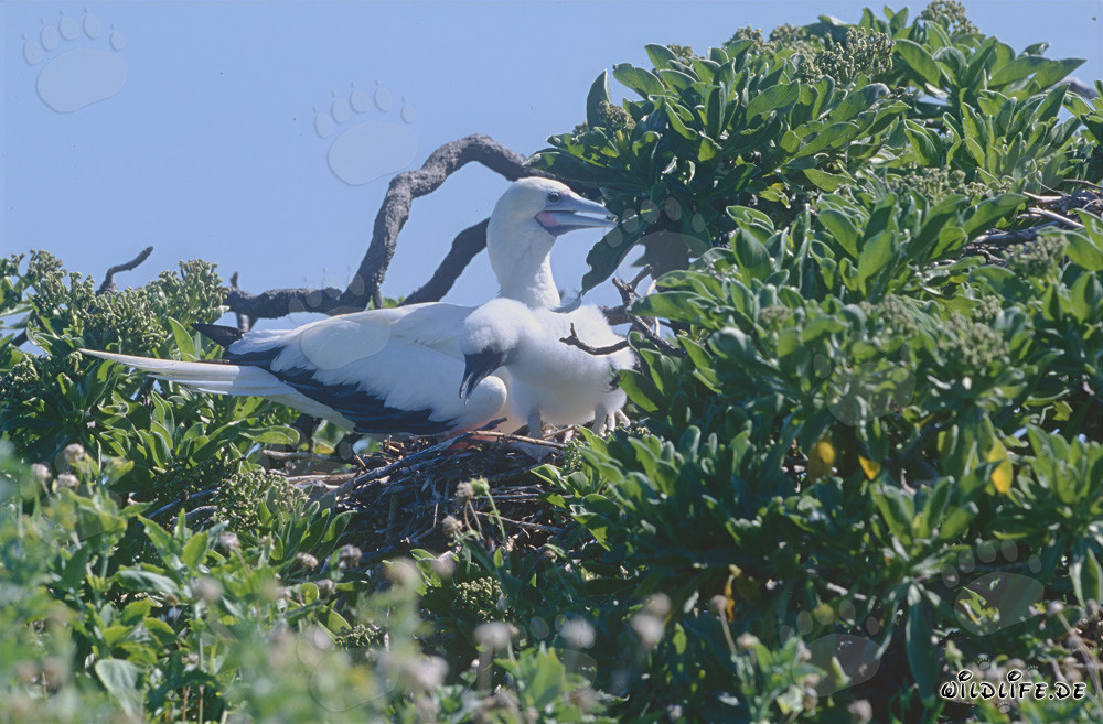 Red-footed Booby with chick on Midway Atoll
