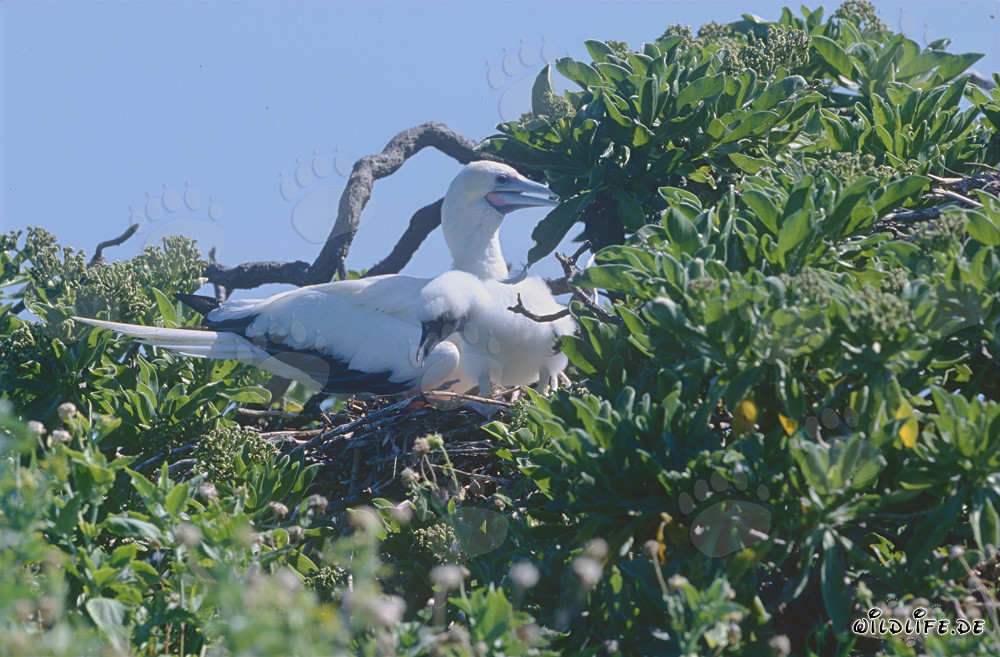 Rotfußtölpel mit Küken auf Midway Atoll