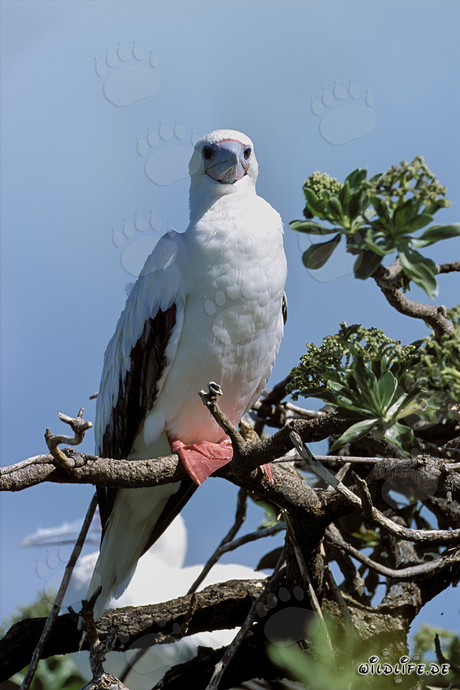 Fous à pieds rouges sur l'arbre
