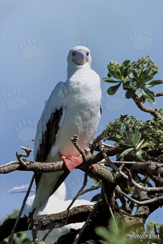 Red-footed Booby on the tree