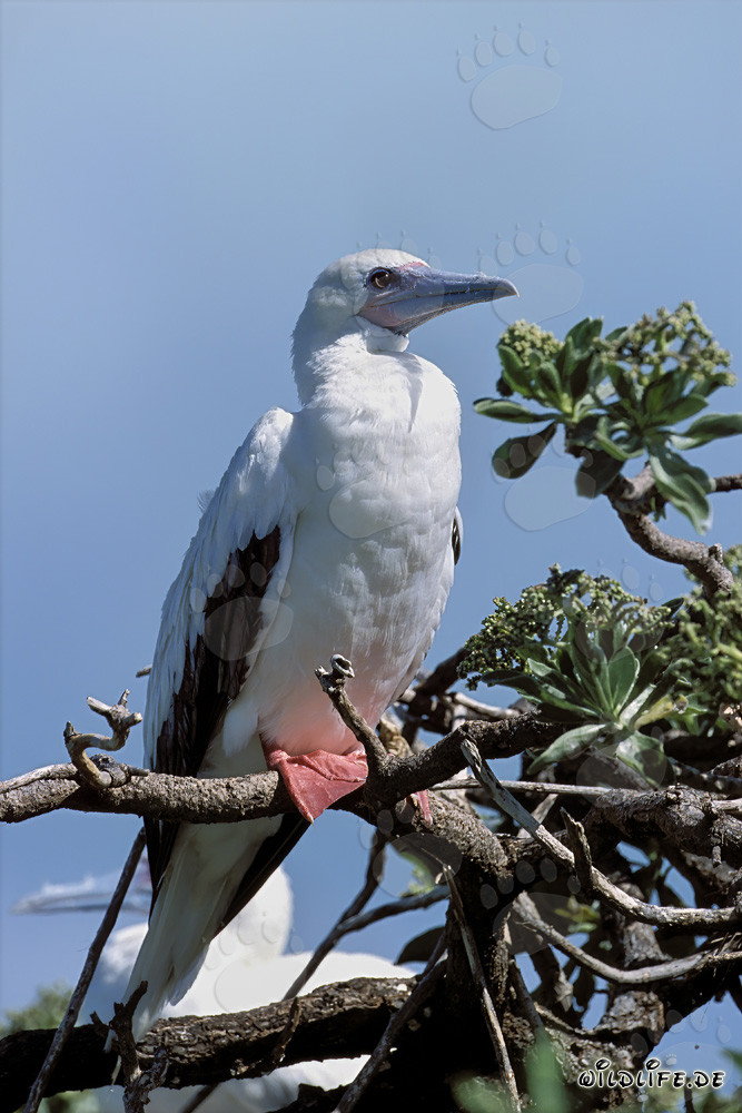 Fous à pieds rouges sur l'arbre