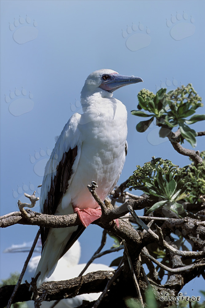 Piquero de patas rojas en el árbol