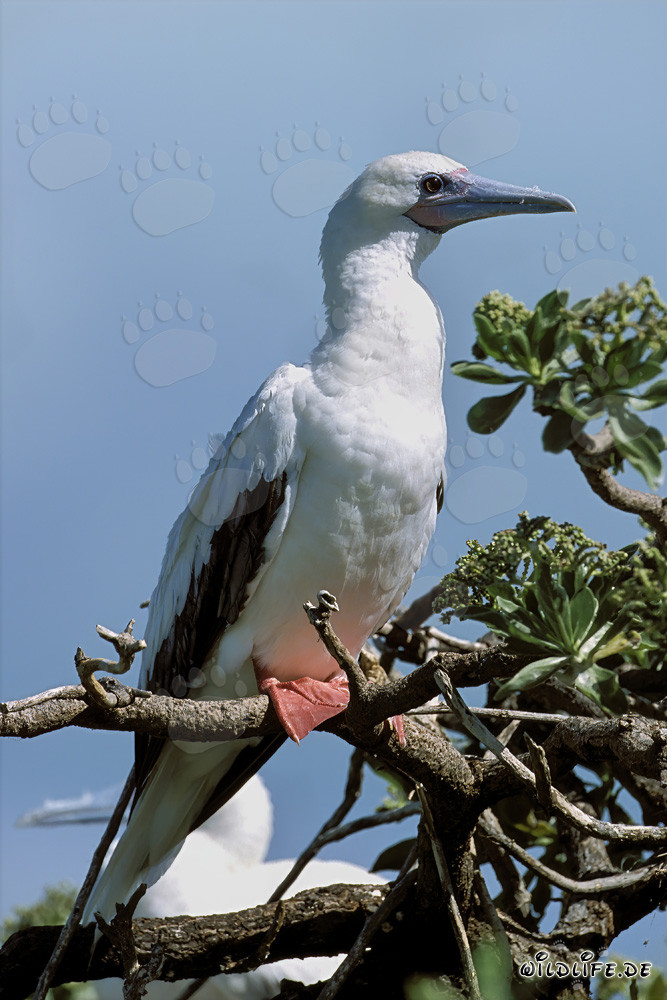 Fou à pieds rouges sur l'arbre