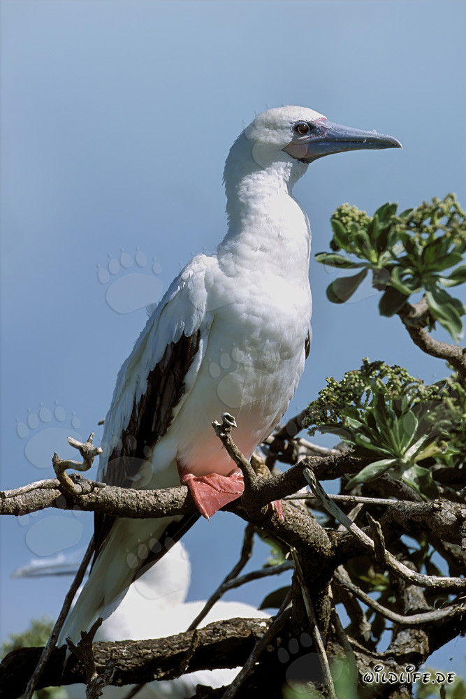 Red-footed Booby on the Tree
