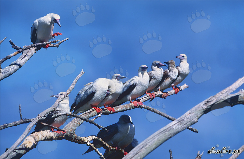 Piquero de patas rojas en el árbol