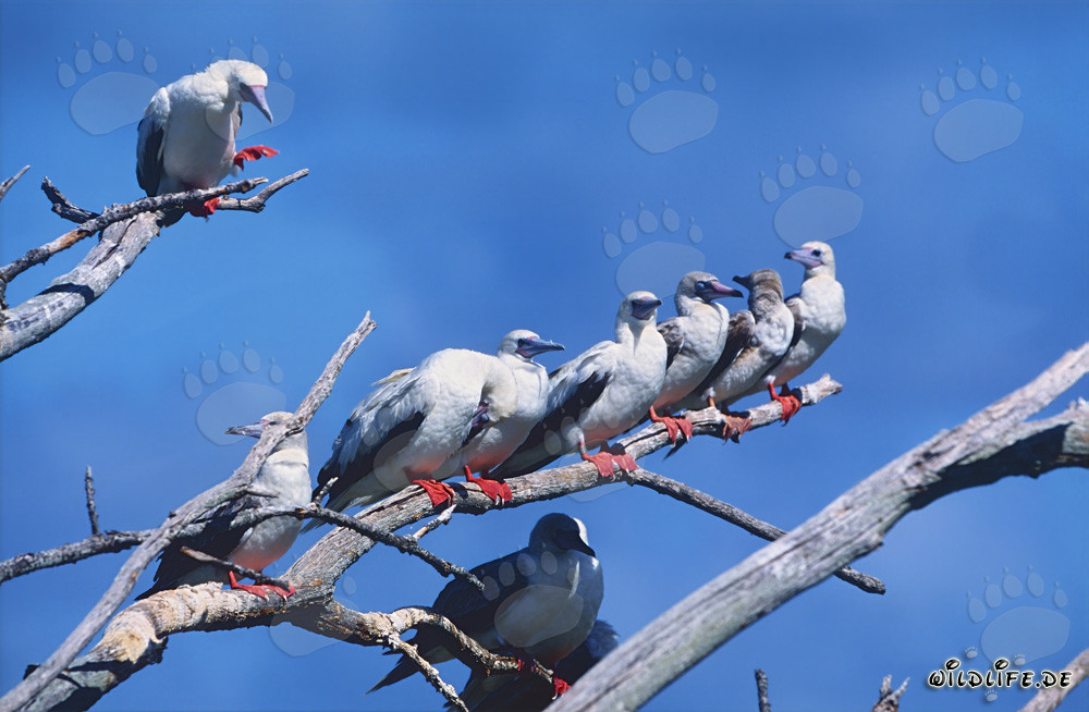 Red-footed Boobys on the tree