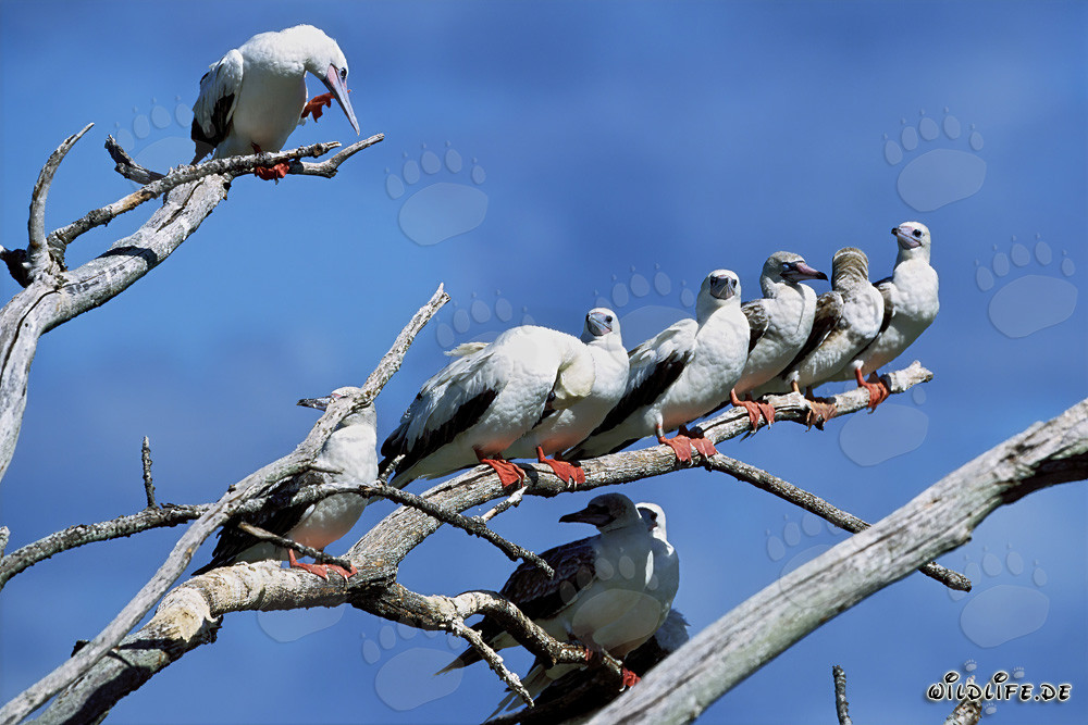 Fous à pieds rouges sur l'arbre