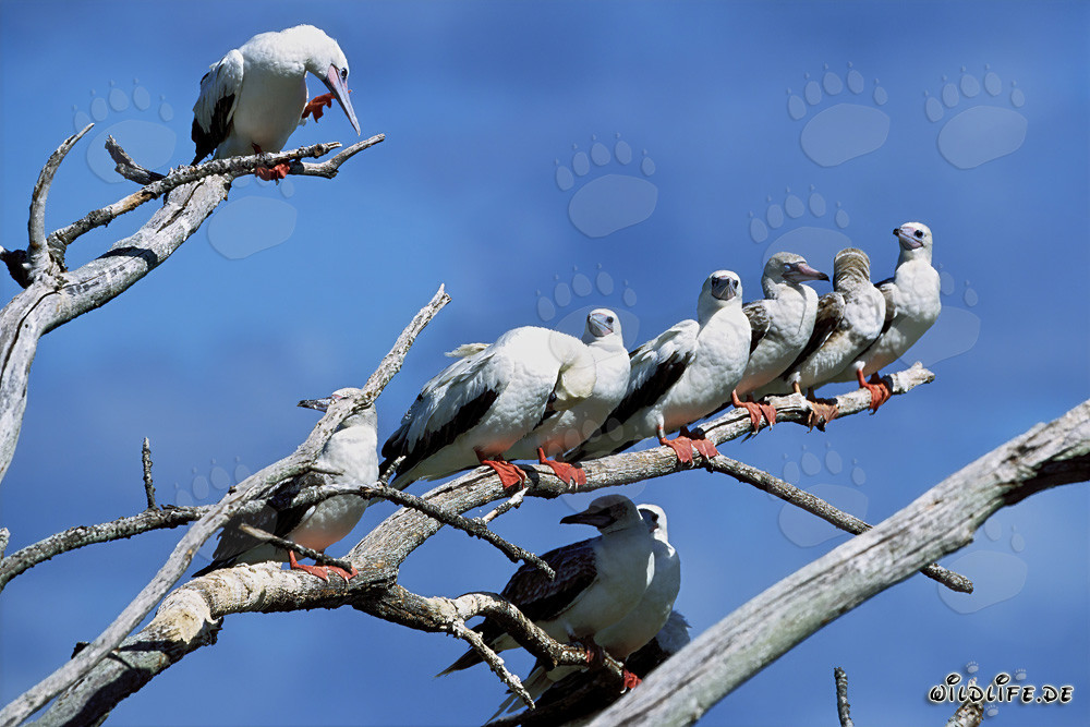 Red-footed Boobies on the tree
