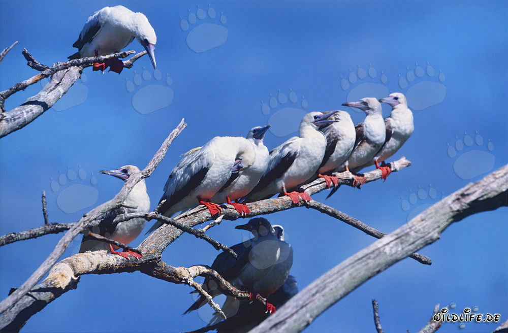 Fous à pieds rouges sur l'arbre