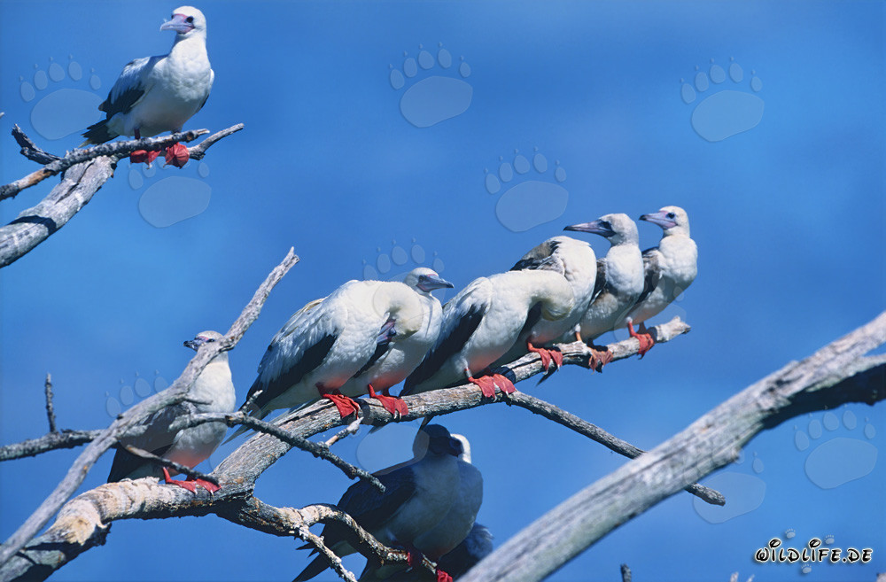 Fou à pieds rouges sur l'arbre