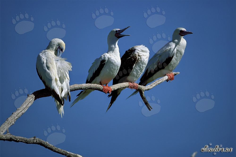 Fou di Red-footed sull'albero