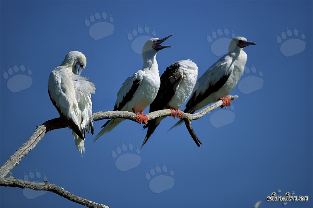 Fous à pieds rouges sur l'arbre