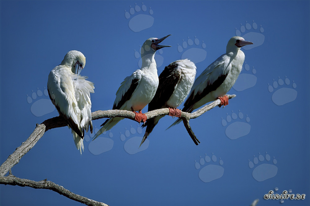 Piquero de patas rojas en el árbol