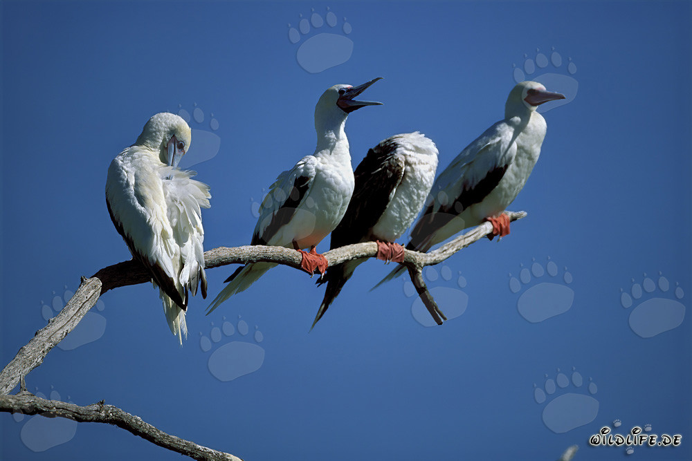Red-footed Booby on the tree