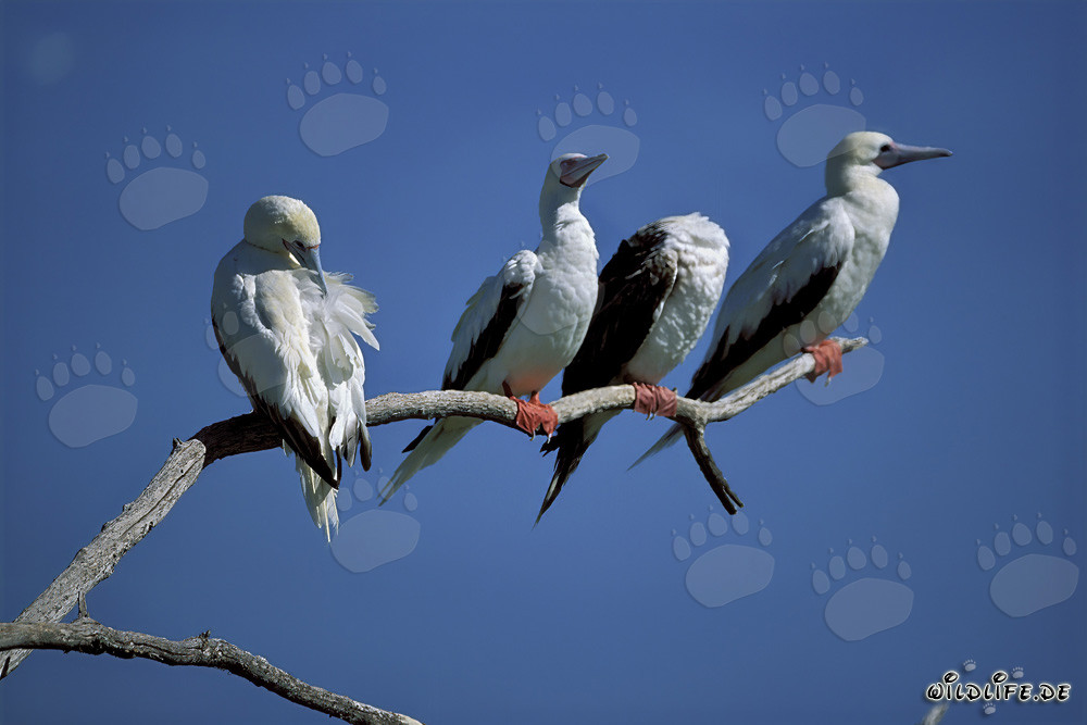 Fous à pieds rouges sur l'arbre