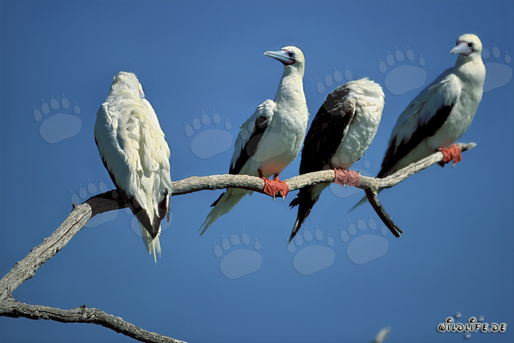 Fous à pieds rouges - Oiseaux majestueux sur l'île de Pâques