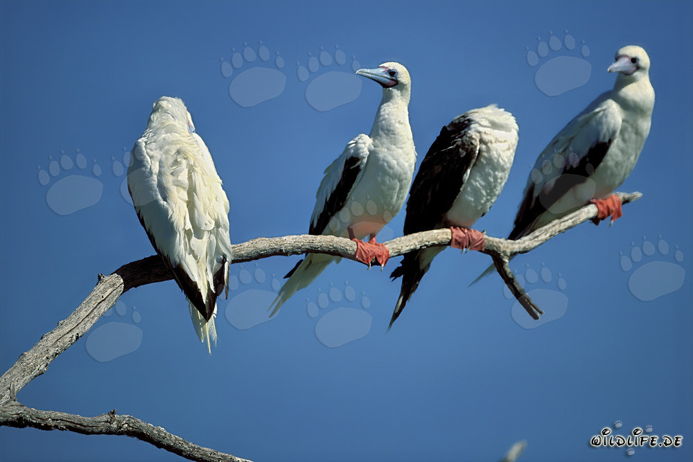 Piquero de patas rojas - Aves majestuosas en la Isla de Pascua