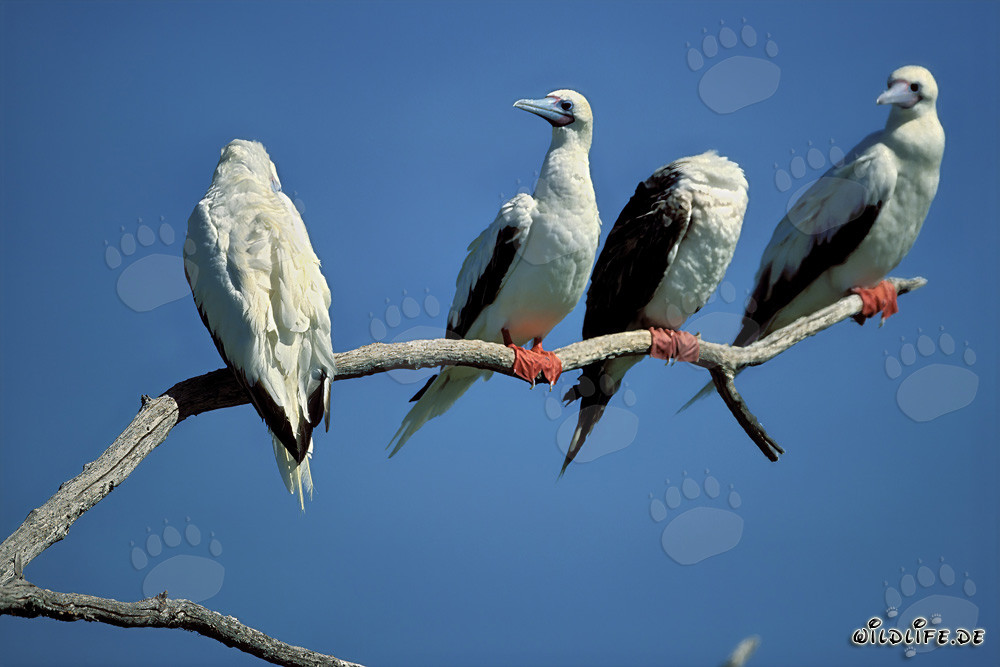 Red-footed Boobies - Majestic Birds on Eastern Island