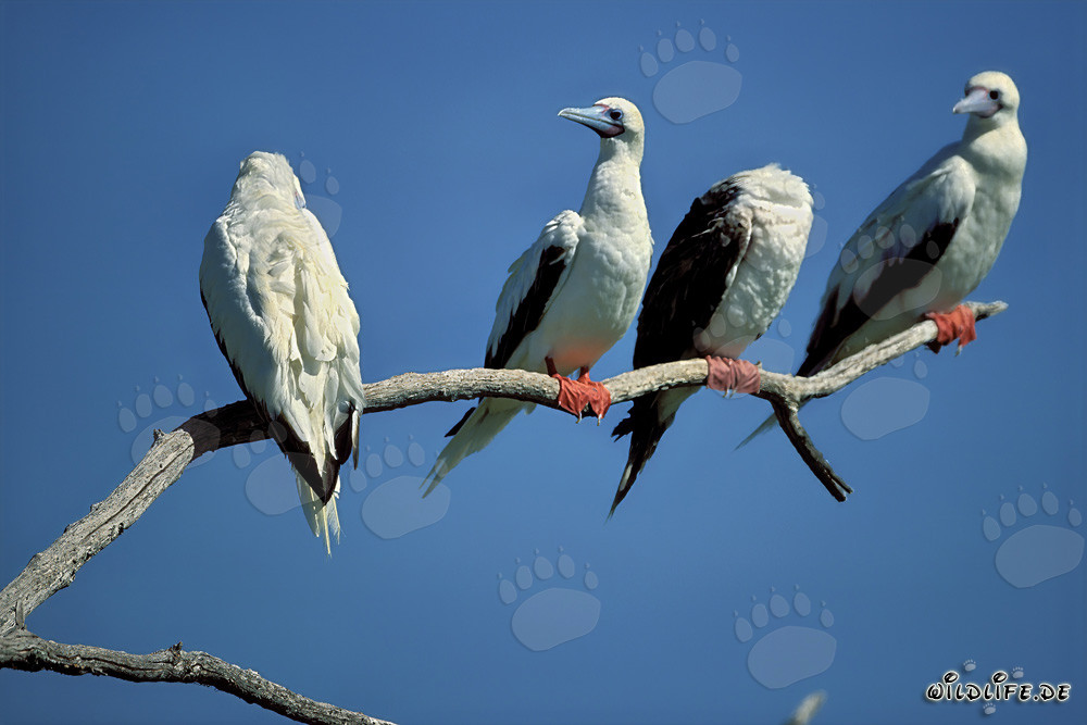 Rotfußtölpel - Majestätische Vögel auf Eastern Island