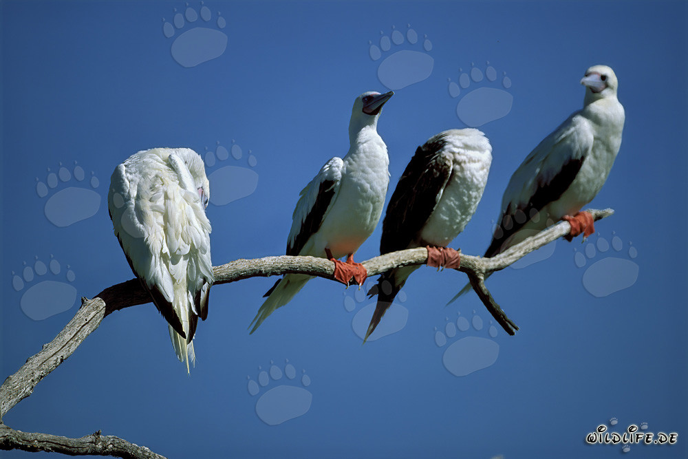 Fou à pieds rouges sur l'arbre