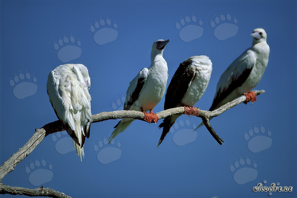 Red-footed Booby on the tree