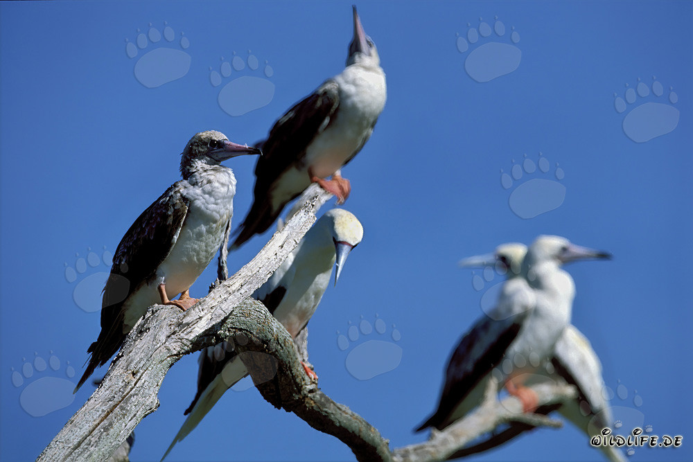 Fou à pieds rouges sur l'arbre