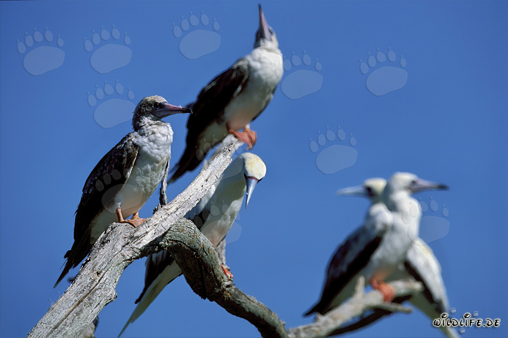 Red-footed Boobys on the tree