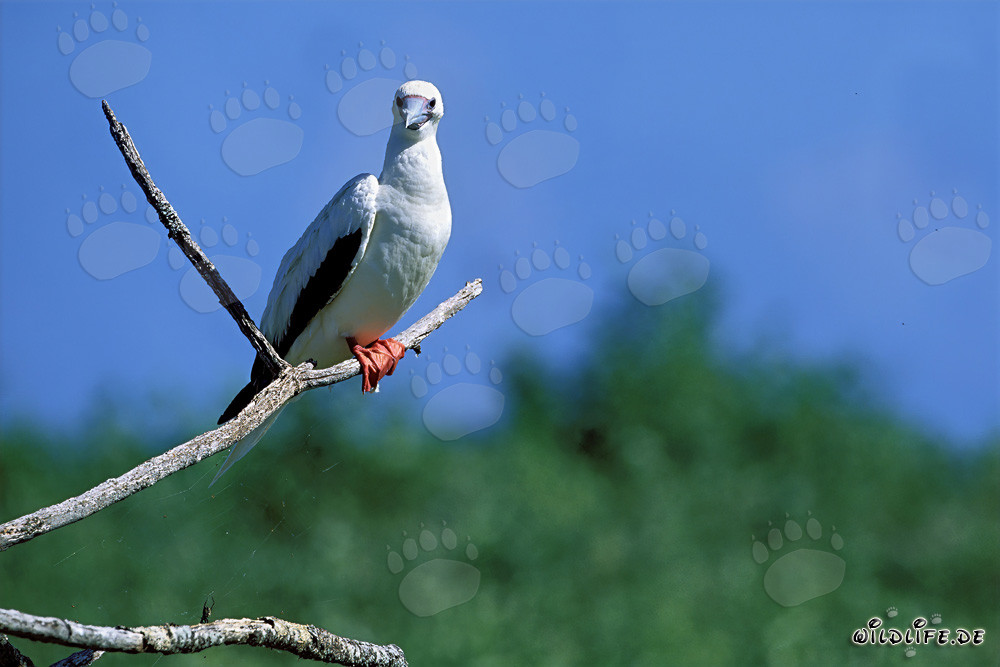 Fou à pieds rouges sur l'arbre