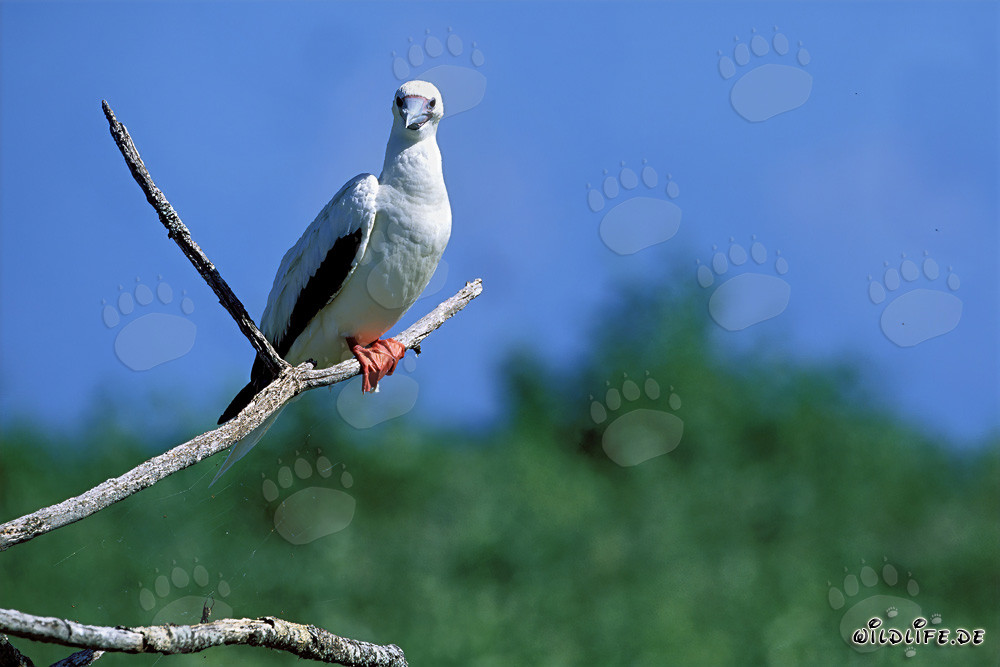 Piquero de patas rojas en el árbol