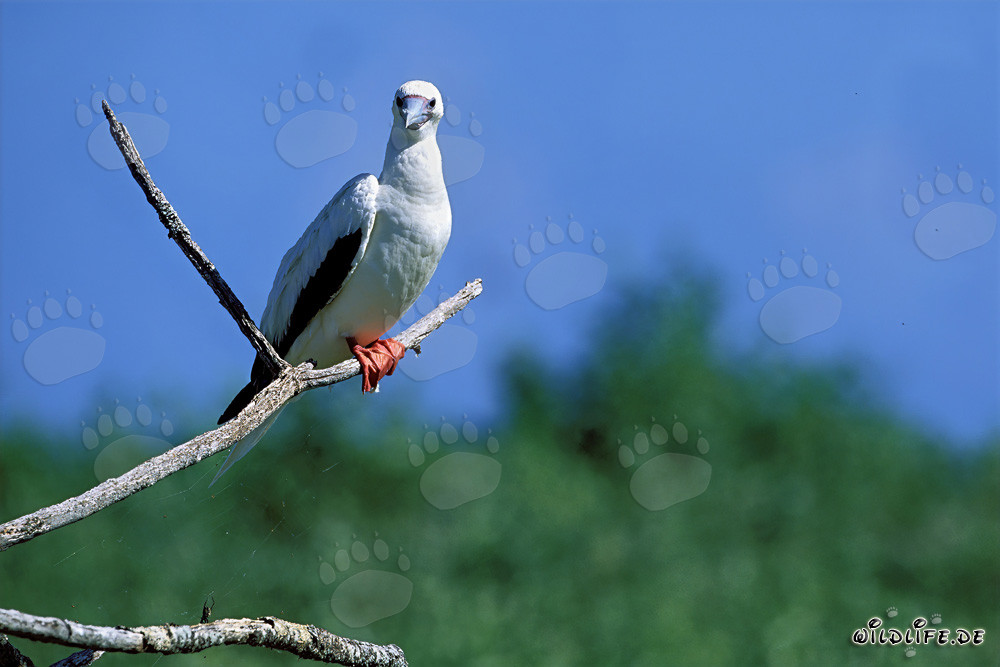 Red-footed Booby on the tree
