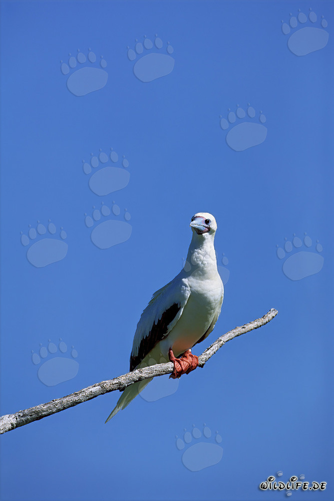Fou à pieds rouges sur l'arbre