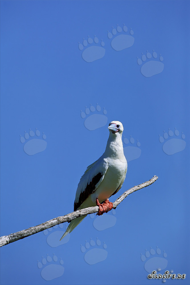 Piquero de patas rojas en el árbol