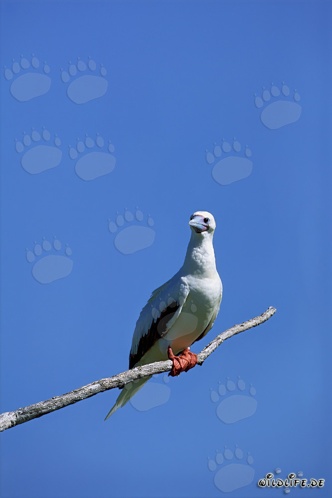 Red-footed Booby on the tree