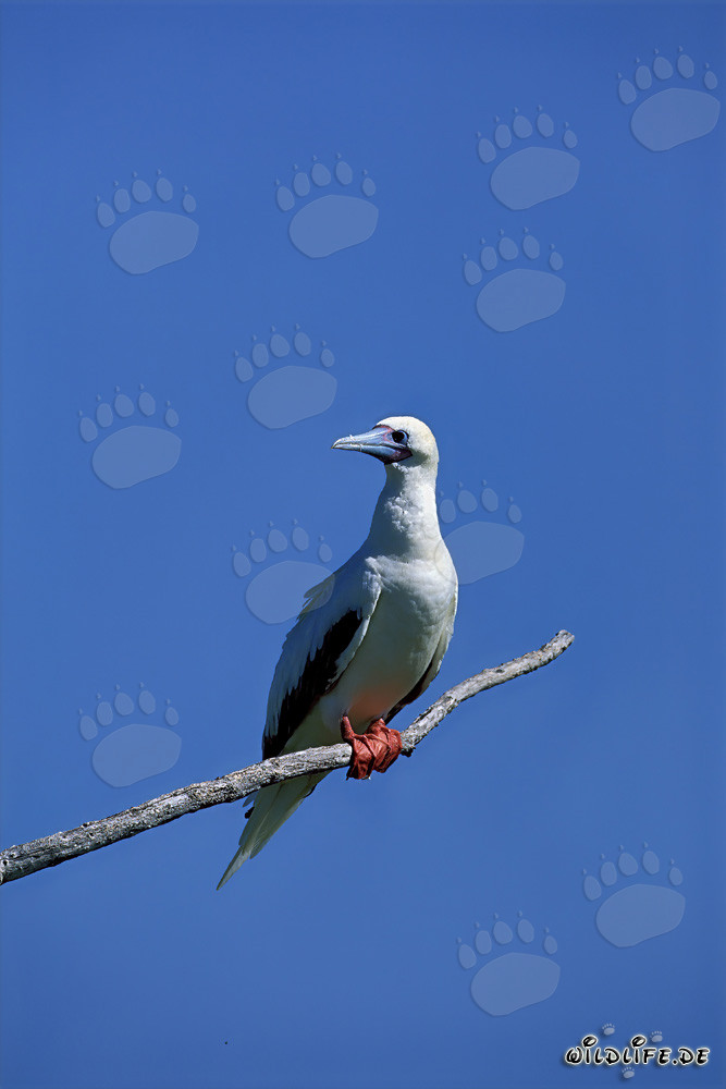 Fou à pieds rouges sur l'arbre
