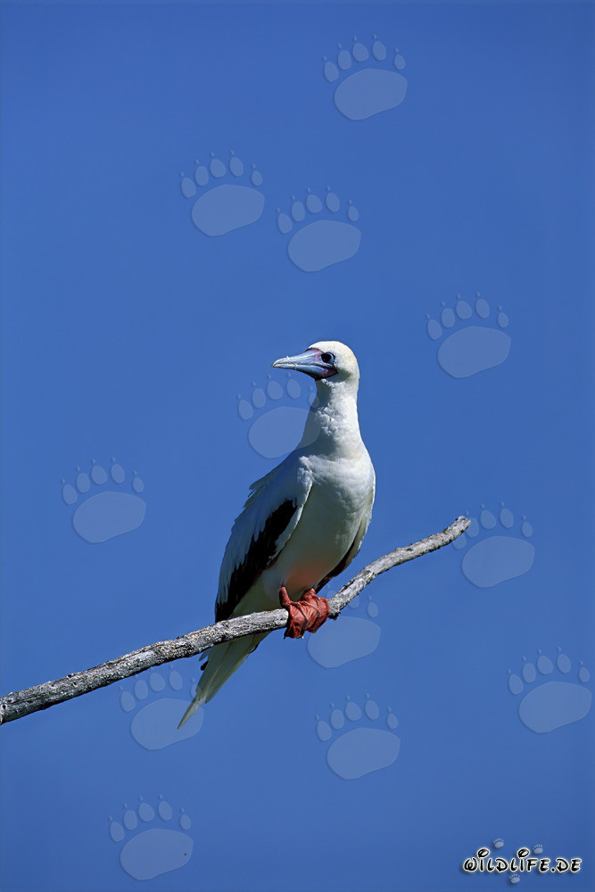 Piquero de patas rojas en el árbol