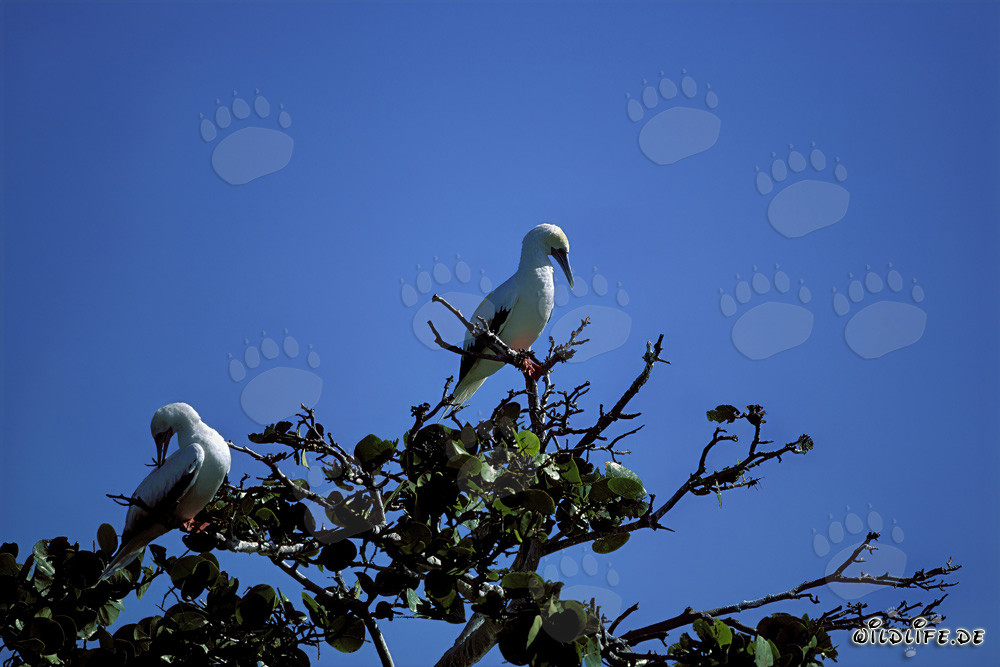 Fous à pieds rouges sur l'arbre