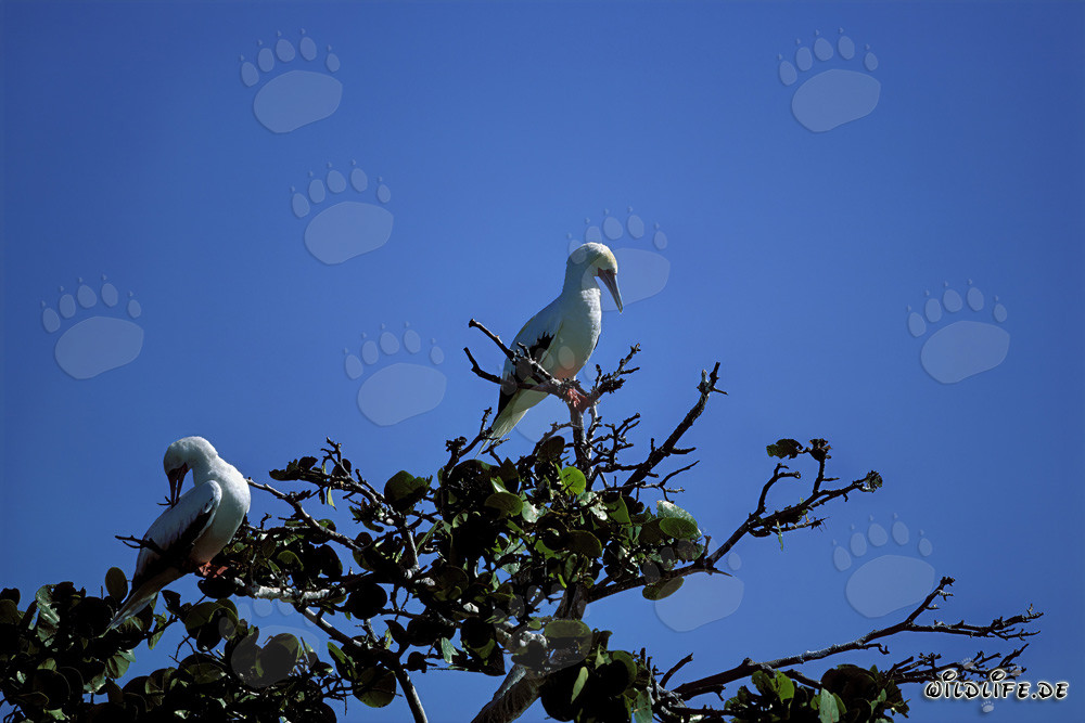 Piquero de patas rojas en el árbol