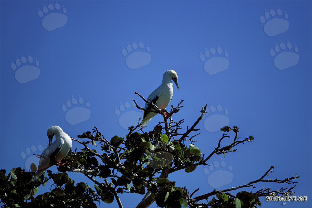 Red-footed Boobys on the tree
