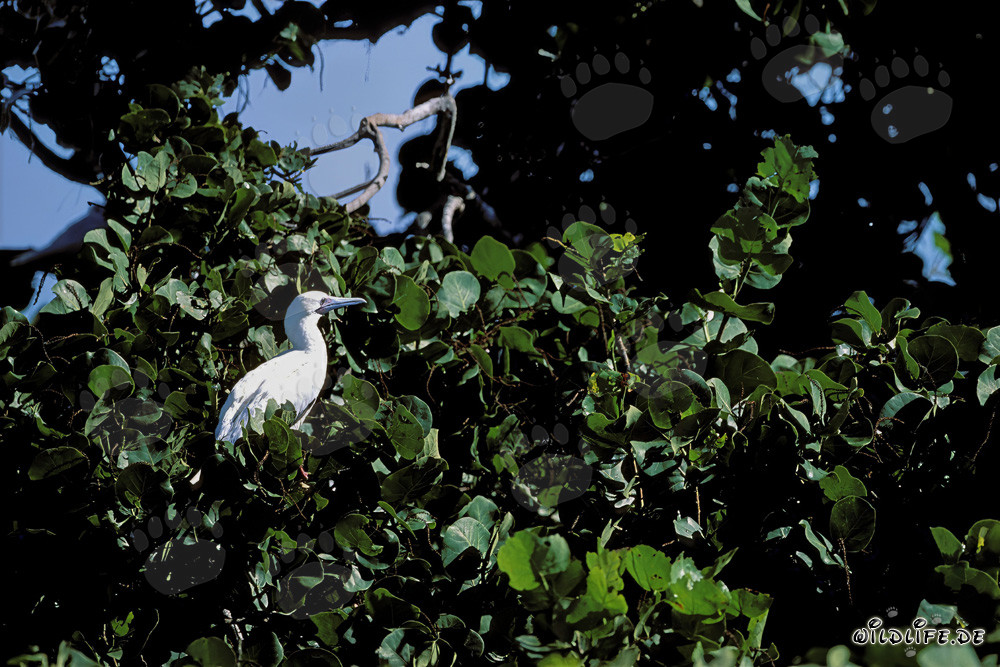 Fou à pieds rouges sur l'arbre