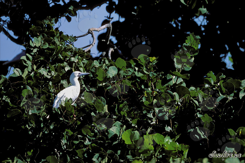 Red-footed Booby on the tree