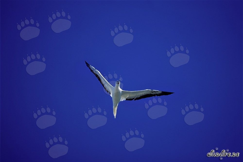 Fous à pieds rouges en chasse au-dessus de la mer étincelante