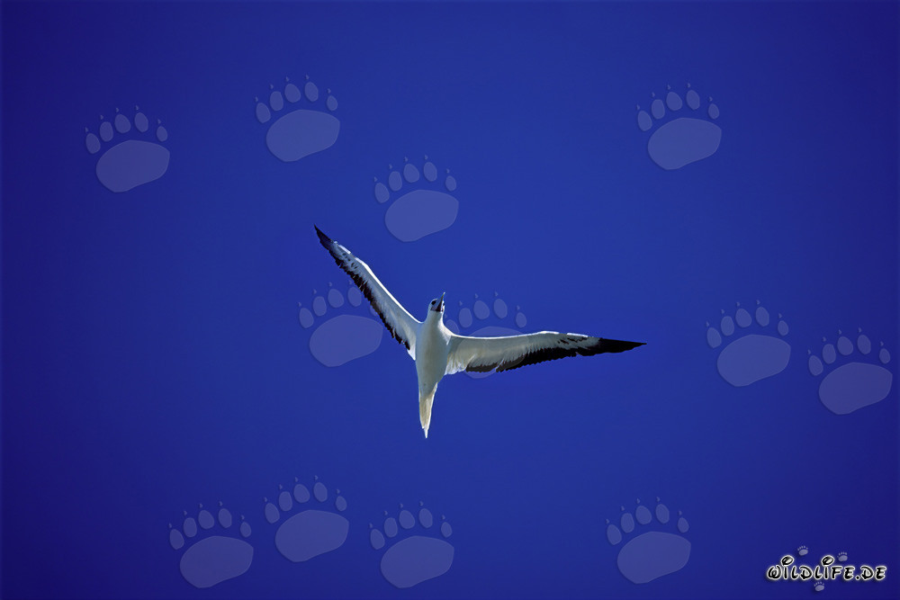 Red-footed Boobies hunting over the shimmering sea