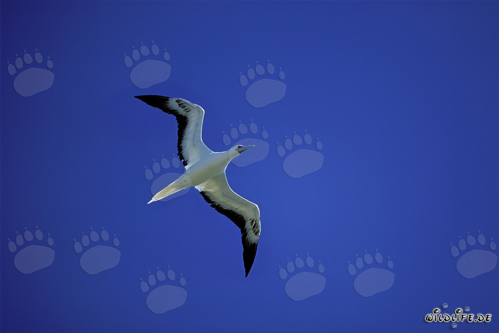 Flying Red-footed Booby above Midway Atoll