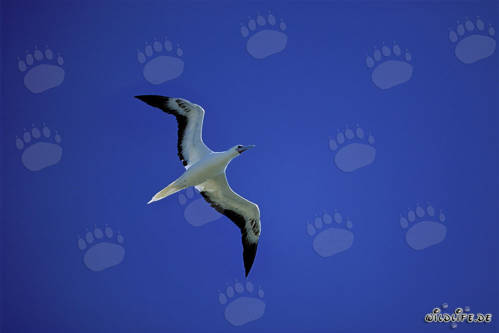 Fous à pieds rouges en vol au-dessus de l'atoll de Midway