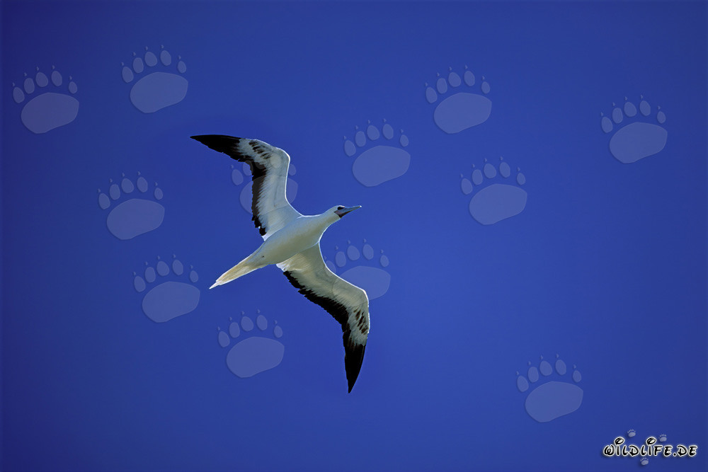 Rotfußtölpel im Flug über dem Midway Atoll