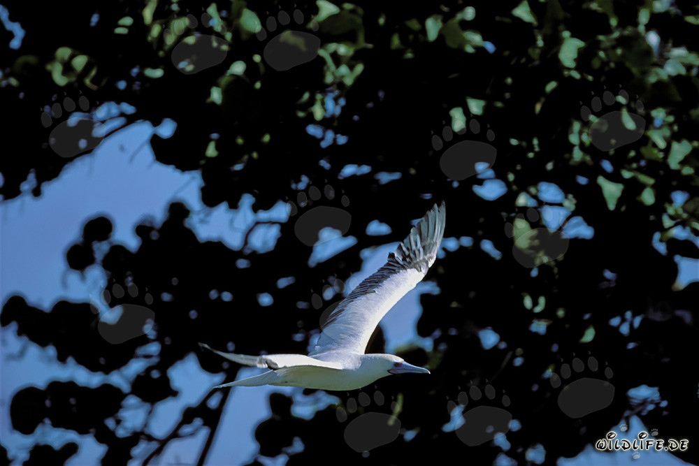 Vol majestueux du fou à pieds rouges à Midway Atoll