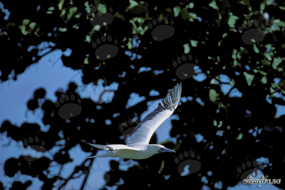 Vuelo majestuoso del piquero de patas rojas en Midway Atoll