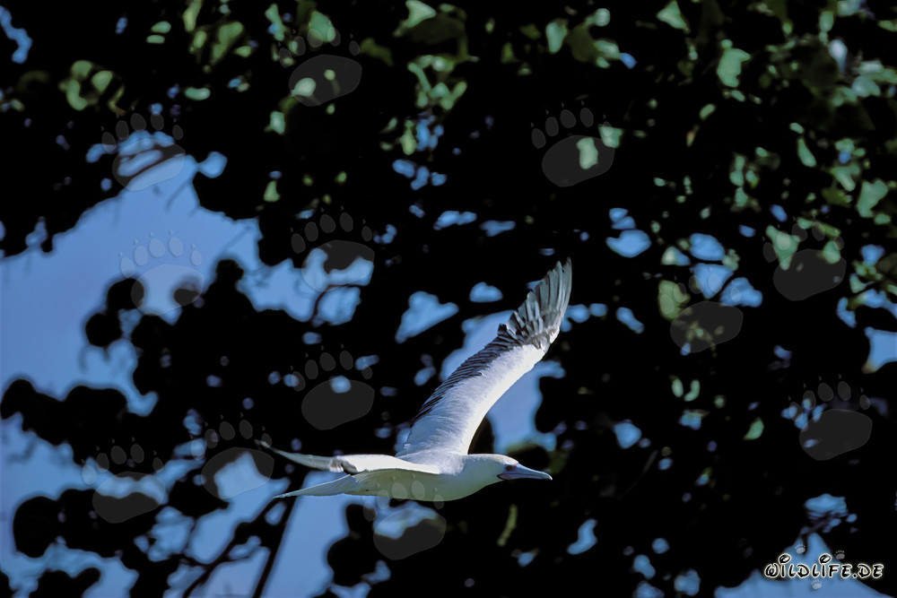 Majestic Flight of the Red-footed Booby on Midway Atoll