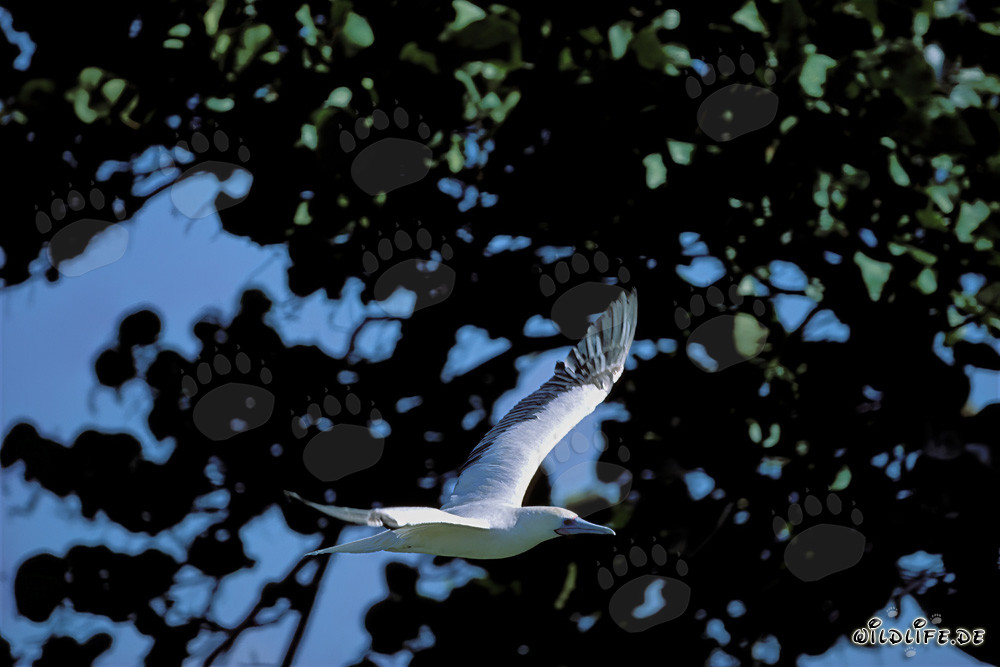 Volo maestoso del sule rosso a Midway Atoll